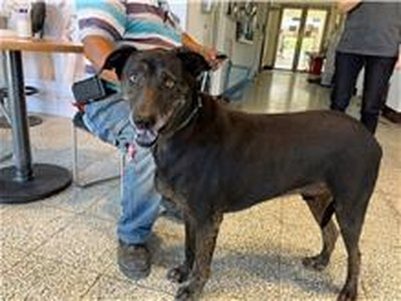 Black adult male mixed-breed dog, Medium, shelter no. …6011