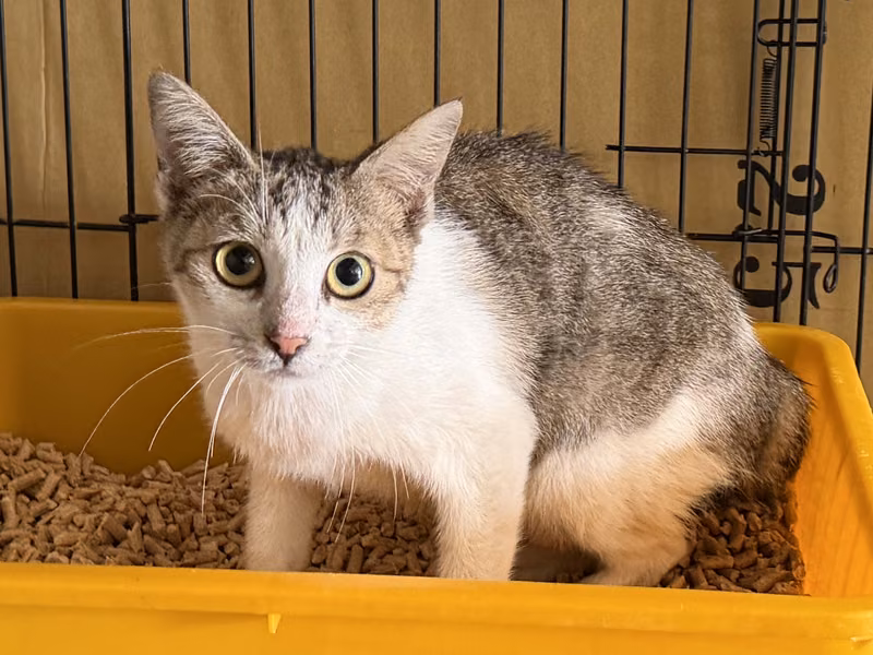 Pusang halo ang lahi (Babae, Matanda na, may guhit at puti), Katamtaman, blg. ng shelter …9002