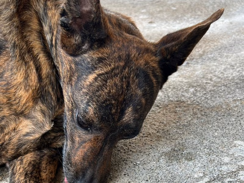 Tabby adult male mixed-breed dog, Large, shelter no. …001D