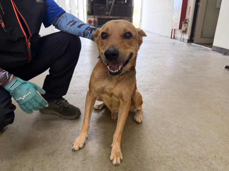 Tan adult male mixed-breed dog, Medium, shelter no. …0003
