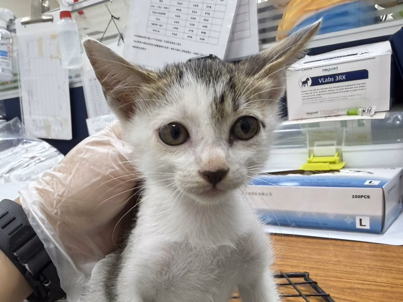 Tabby-and-white young male mixed-breed cat, Small, shelter no. …7003