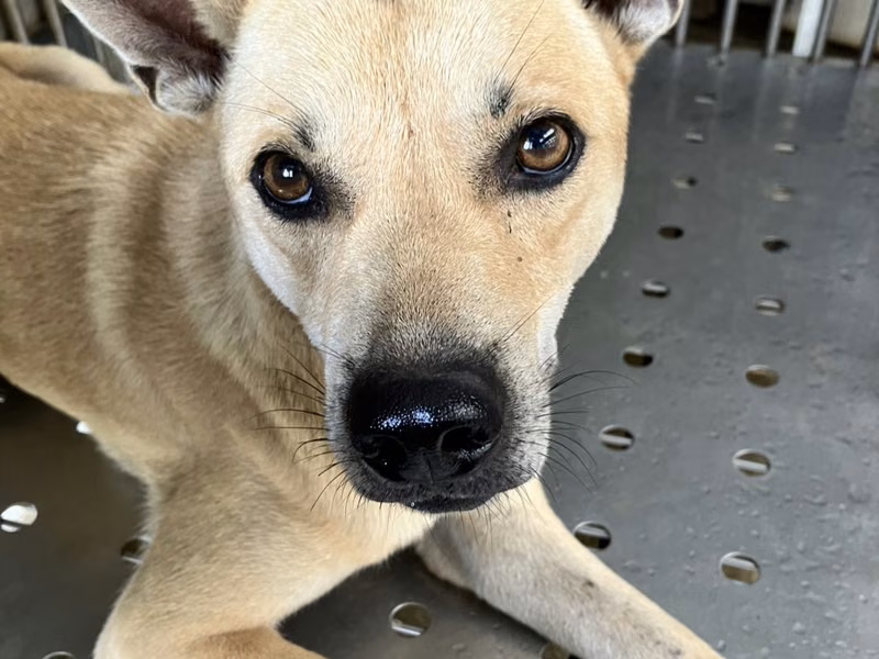 Tan adult male mixed-breed dog, Medium, shelter no. …5003