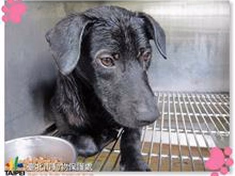 Black adult male mixed-breed dog, Medium, shelter no. …2402