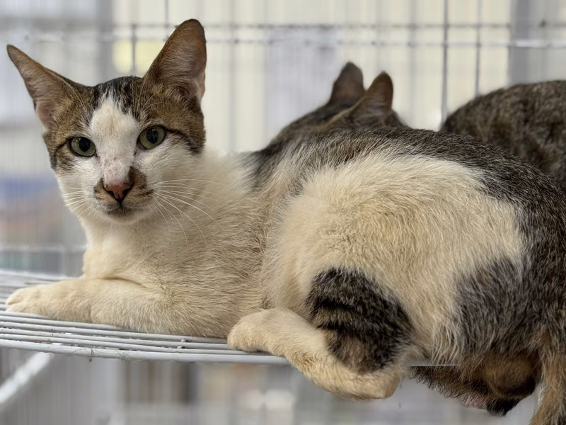 Tabby-and-white adult male mixed-breed cat, Large, shelter no. …6012