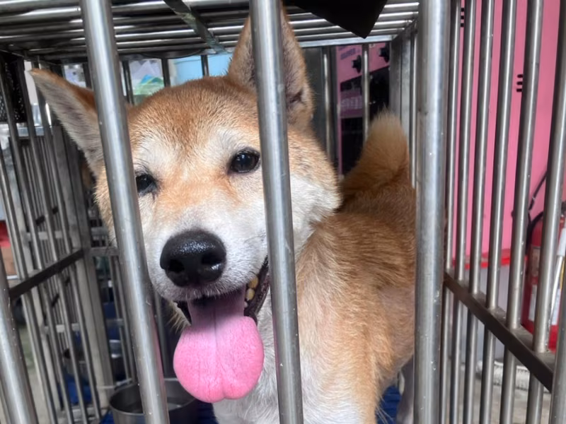 Tan-and-white adult male Shiba Inu, Medium, shelter no. …3001