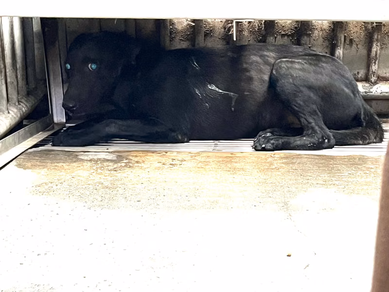 Black adult female mixed-breed dog, Medium, shelter no. …3007
