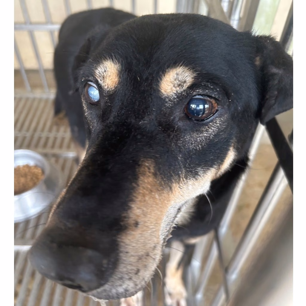 Black-and-tan adult male mixed-breed dog, Large, shelter no. …9020