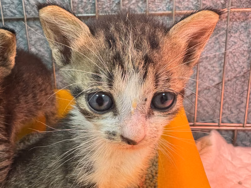 Tabby-and-white young female mixed-breed cat, Small, shelter no. …7003