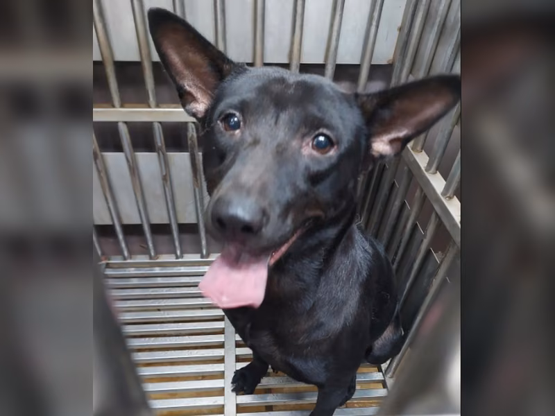 Black adult male mixed-breed dog, Medium, shelter no. …6003