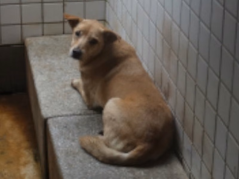 Tan adult female mixed-breed dog, Large, shelter no. …0135