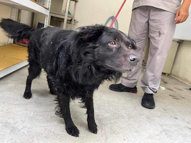 Black adult male mixed-breed dog, Medium, shelter no. …1106