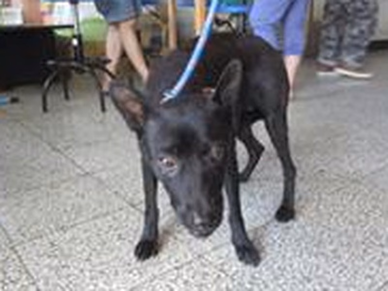 Black adult female mixed-breed dog, Medium, shelter no. …6001