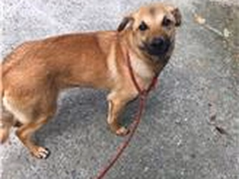 Tan adult female mixed-breed dog, Medium, shelter no. …0001