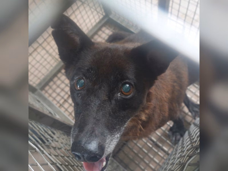 Black adult female mixed-breed dog, Medium, shelter no. …0-07