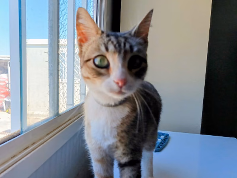 Velleda, Adult · Female · European Shorthair