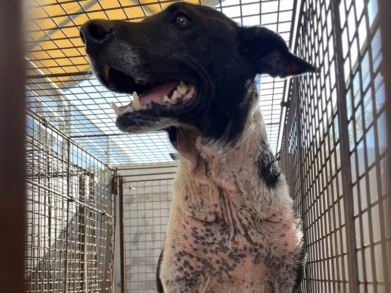 Black-and-white adult male mixed-breed dog, Medium, shelter no. …2014
