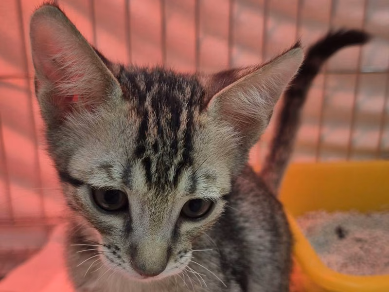 Tabby young male mixed-breed cat, Small, shelter no. …2003