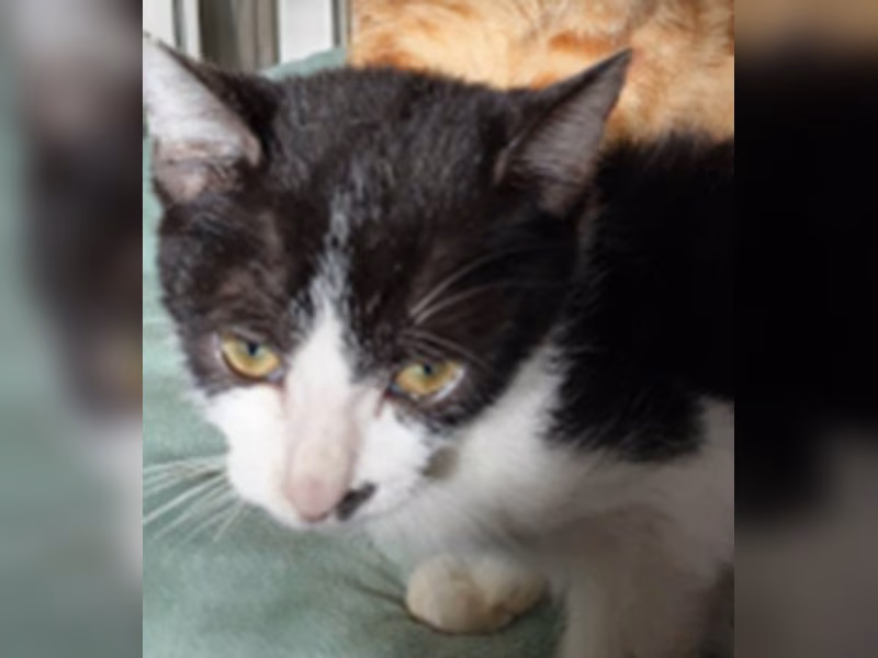 Black-and-white adult male mixed-breed cat, Medium, shelter no. …5003