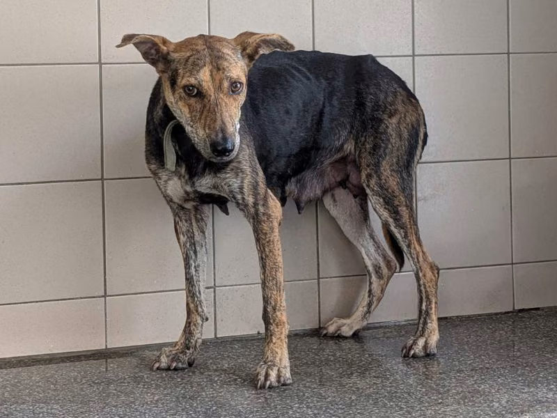 Black adult female mixed-breed dog, Large, shelter no. …2203