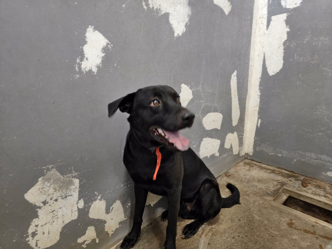 Black adult male mixed-breed dog, Medium, shelter no. …8001