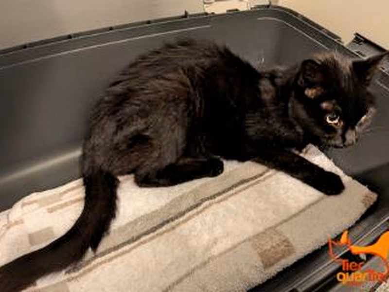 Black senior male European Shorthair, shelter no. …4220