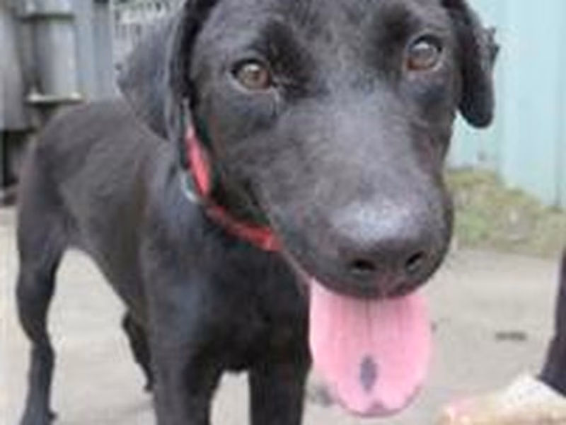 Black adult female mixed-breed dog, Medium, shelter no. …0303
