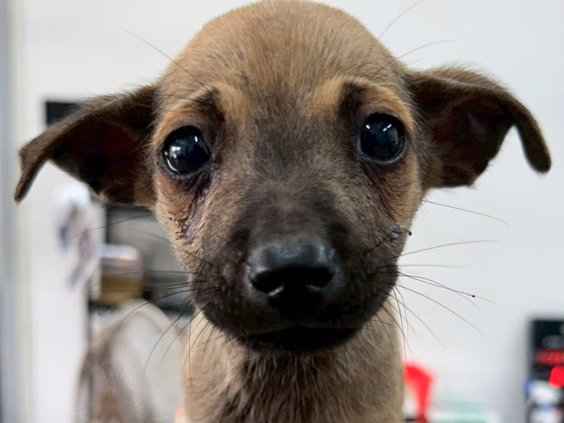 Brown young male mixed-breed dog, Medium, shelter no. …6004