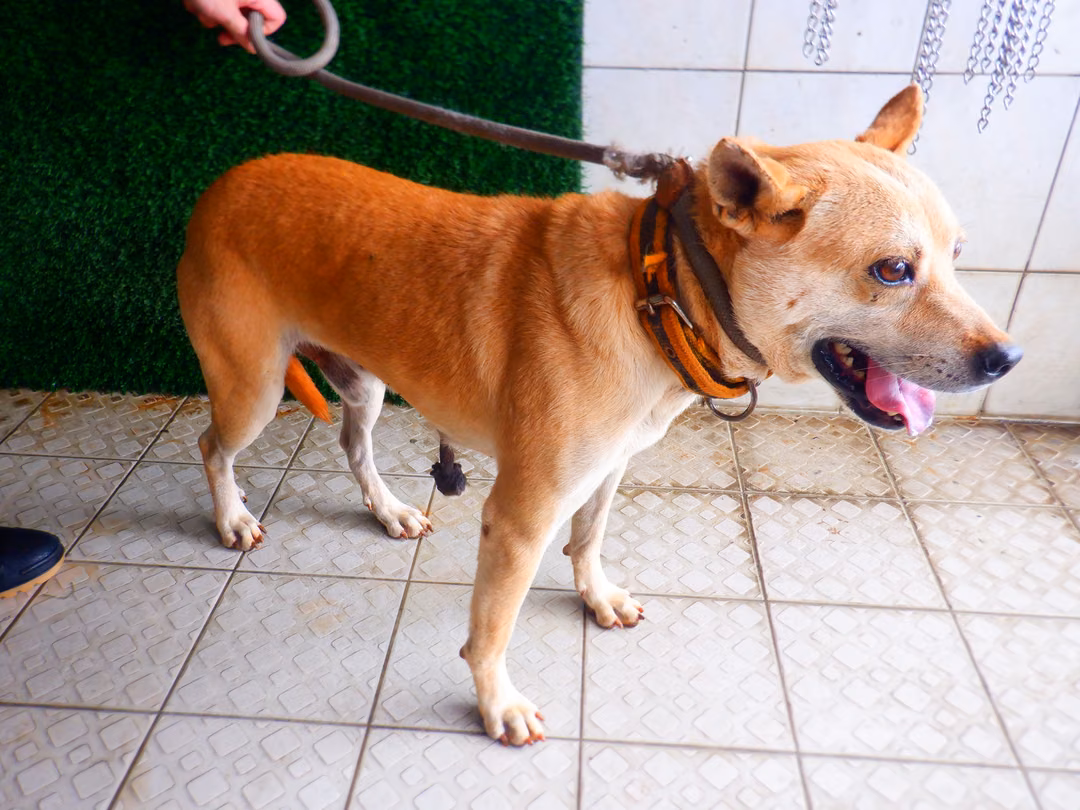 Tan adult male mixed-breed dog, Medium, shelter no. …1862