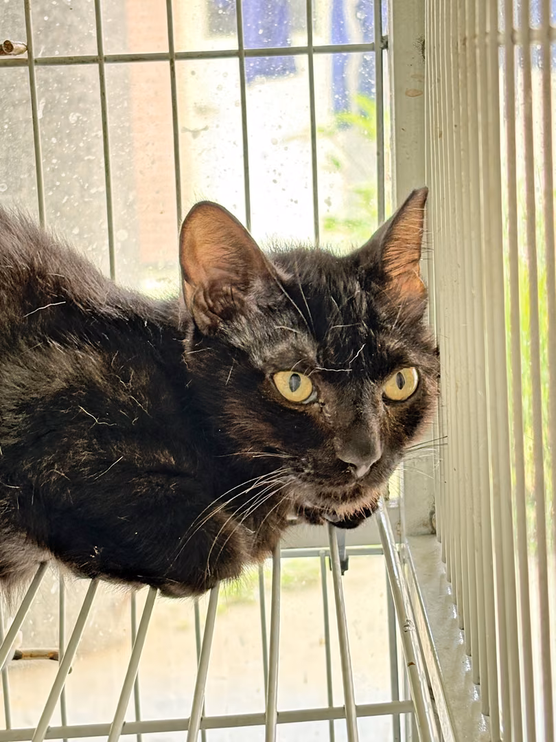Black young male mixed-breed cat, Medium, shelter no. …6013