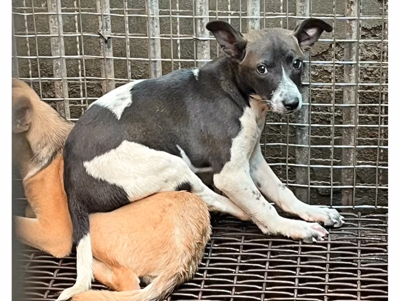 Black-and-white young male mixed-breed dog, Small, shelter no. …9005