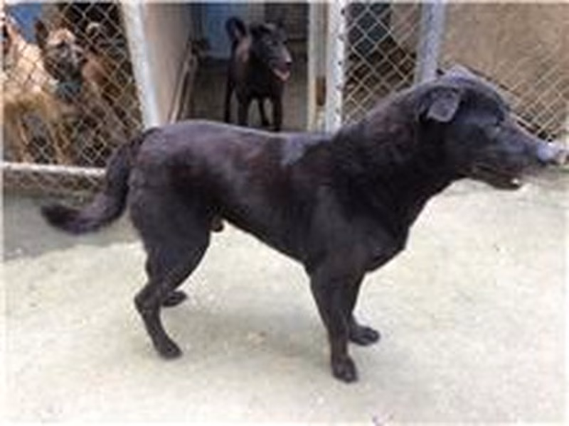 Black adult male mixed-breed dog, Medium, shelter no. …0101