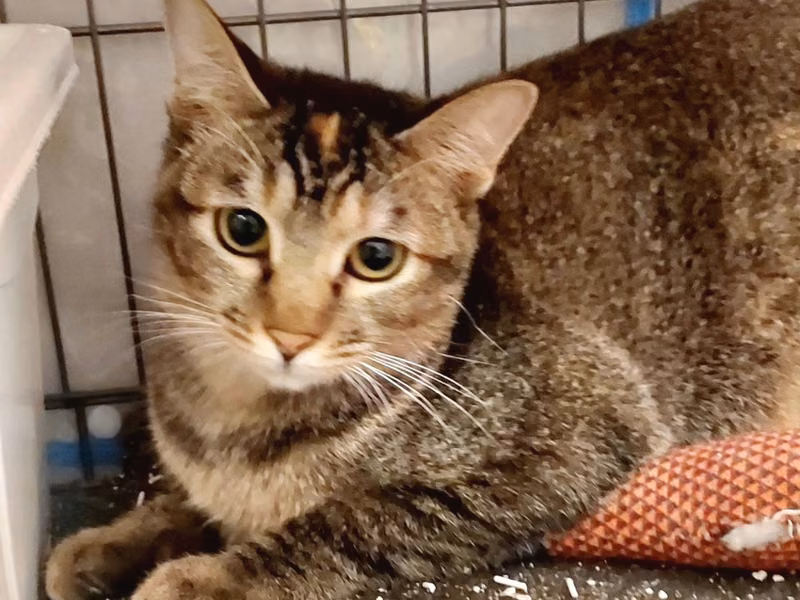 Tabby young female mixed-breed cat, Medium, shelter no. …2001