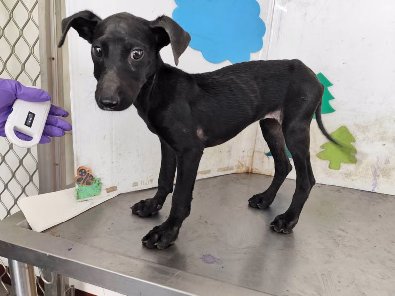 Black young female mixed-breed dog, Medium, shelter no. …0604