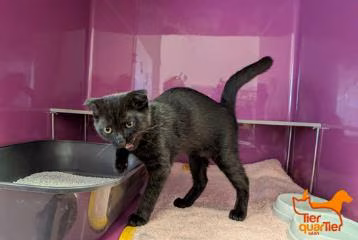 Black young male Scottish Fold, shelter no. …3910