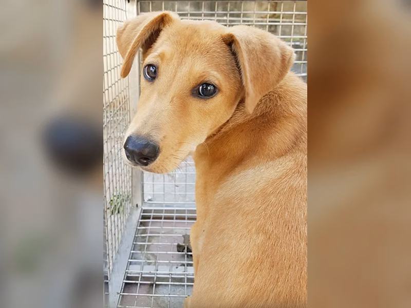 Tan adult male mixed-breed dog, Medium, shelter no. …0004