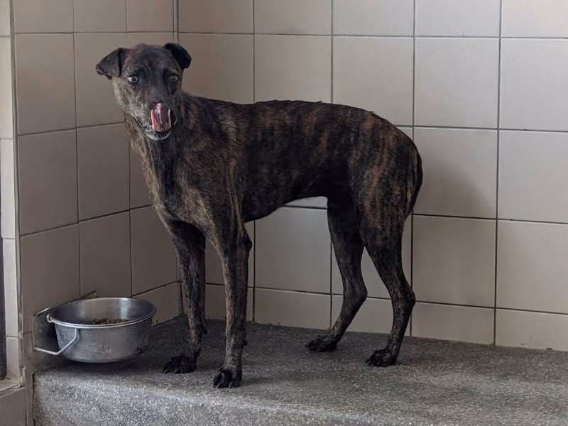 Tabby adult male mixed-breed dog, Large, shelter no. …0202