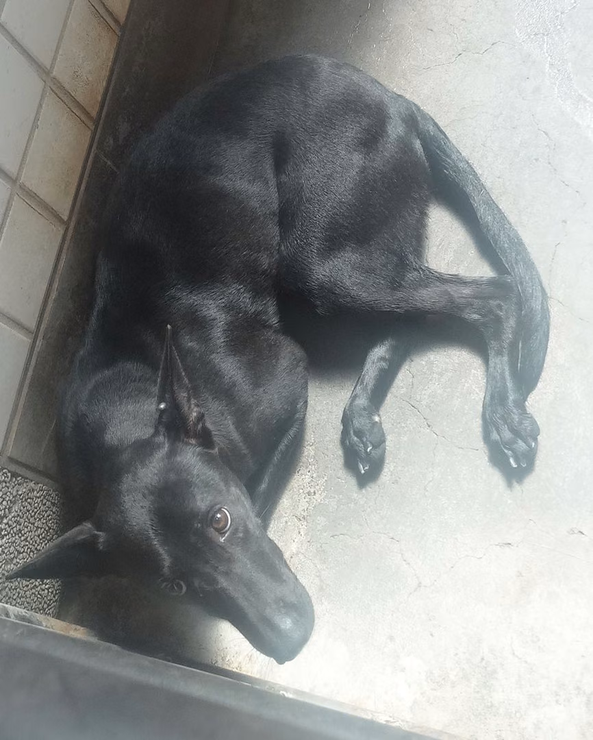 Black adult female mixed-breed dog, Large, shelter no. …1277