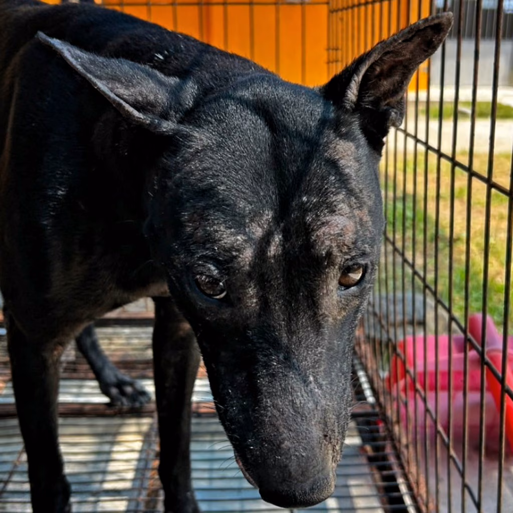 Black adult male mixed-breed dog, Large, shelter no. …9022