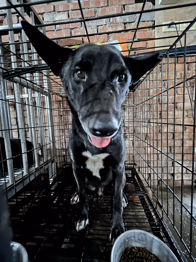 Black adult male mixed-breed dog, Medium, shelter no. …7001
