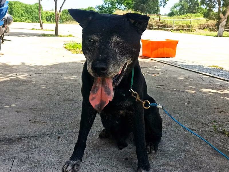 Black adult male mixed-breed dog, Large, shelter no. …2D01
