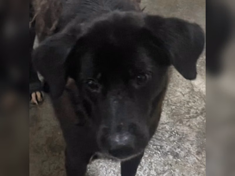 ミックス犬（メス・成犬・黒）、大型, 施設番号 …2036