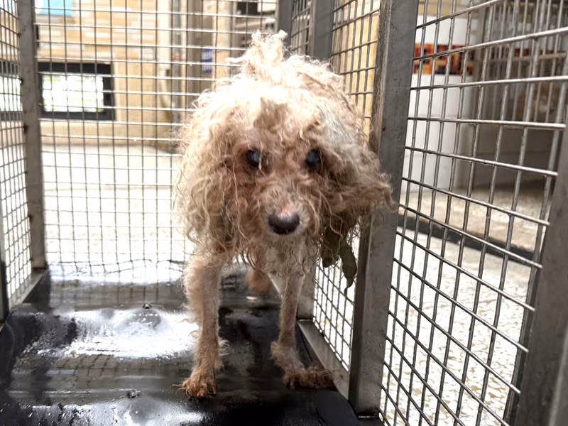 poodle (Lalaki, Matanda na, dilaw), Maliit, blg. ng shelter …15W8