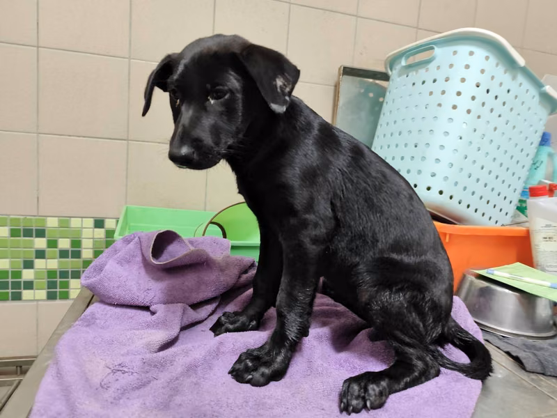 Black young female mixed-breed dog, Medium, shelter no. …1213