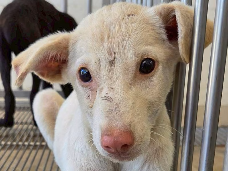 White young male mixed-breed dog, Medium, shelter no. …2002