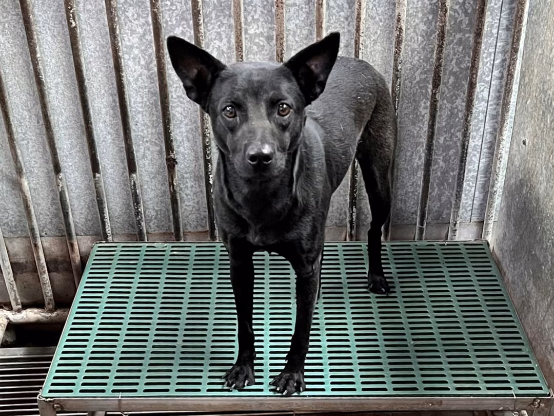Black adult female mixed-breed dog, Medium, shelter no. …4003