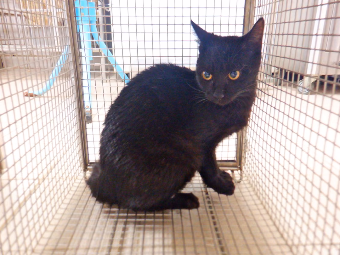 Black adult female mixed-breed cat, Small, shelter no. …25C7