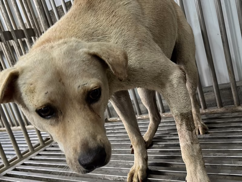 White adult male mixed-breed dog, Medium, shelter no. …5004
