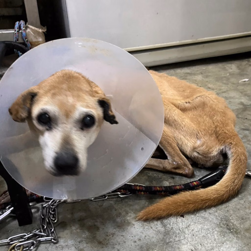 Tan adult female mixed-breed dog, Medium, shelter no. …6001