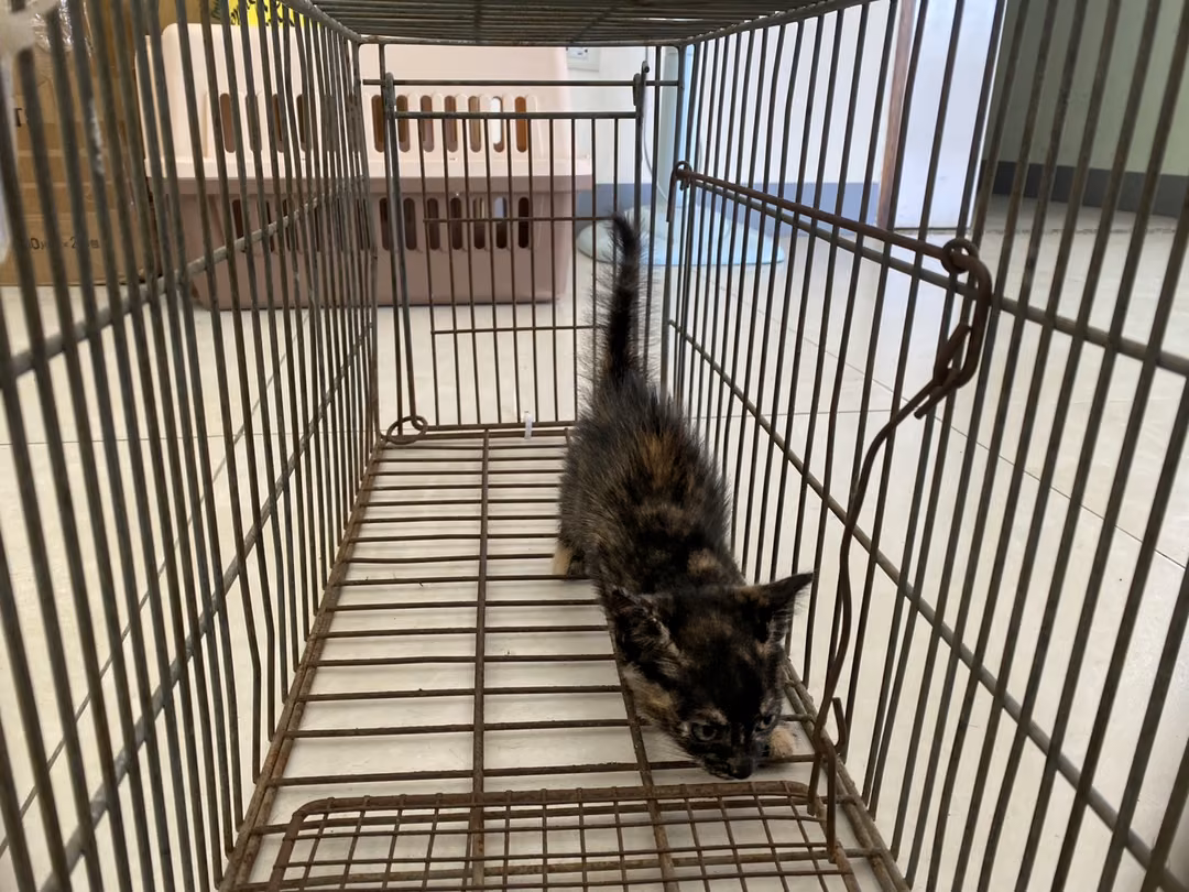 Gata mestiza hembra joven, Pequeño, refugio n.º …7C03