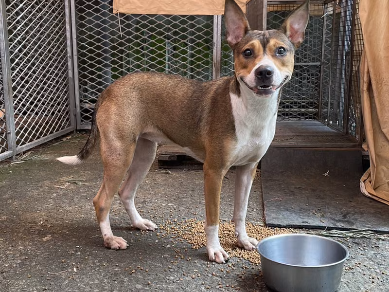 Patched adult female mixed-breed dog, Medium, shelter no. …7002